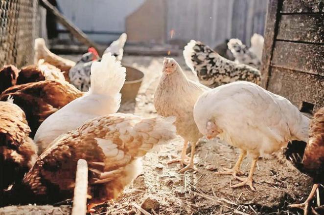 Chickens are being tested. Photo: INN