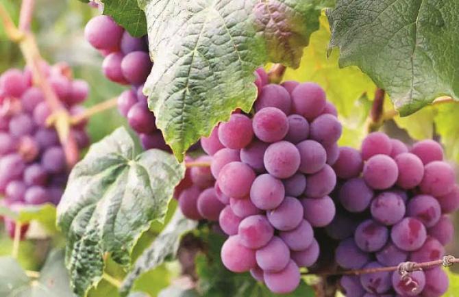 Consuming grapes is also beneficial in the digestive system. Photo: INN