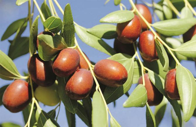 Berries are rich in iron and phosphorus. Photo: INN