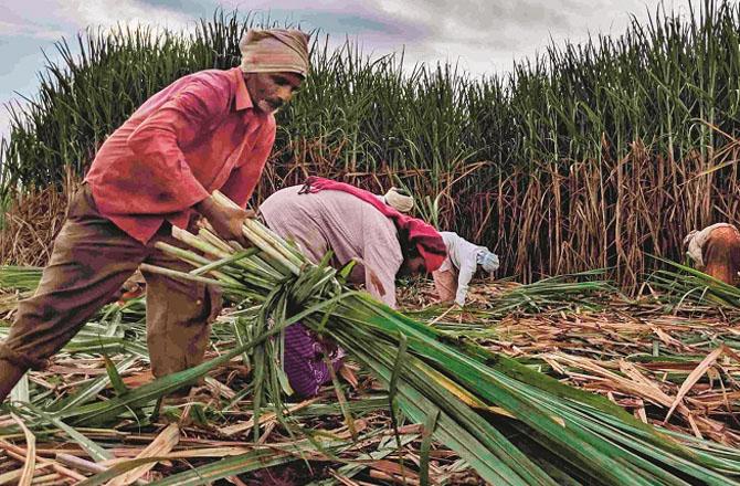 In winter, paddy straw, pera, millet stalks, yams, and sugarcane green leaves are used as fodder. Photo: INN