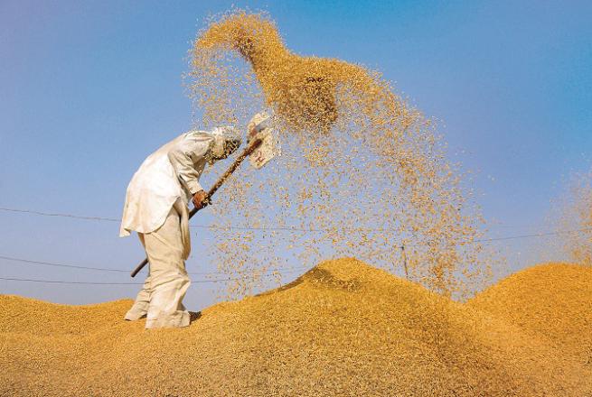New jobs will be created in agriculture sector. Photo: INN