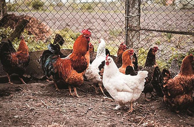 Currently, bird flu has been confirmed in 2 districts of the state. File photo
