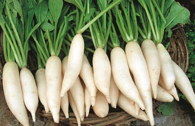 Regular consumption of radish in winter keeps away mental stress. Photo: INN