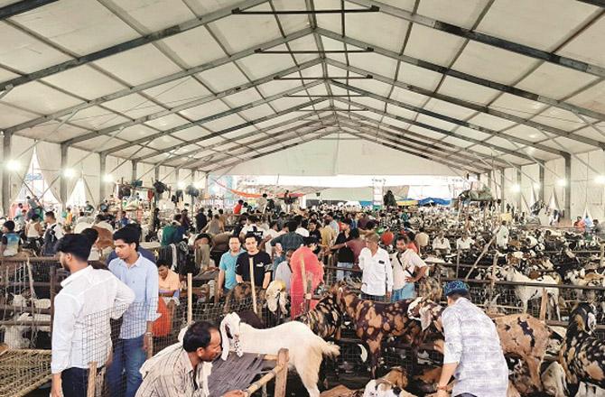 A large number of buyers came to the Deonar slaughterhouse on Sunday, but the sale of sacrificial animals has not yet picked up. Photo: Inqil