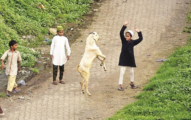 We should pay attention that no one is harmed by sacrificial animals. Photo: INN