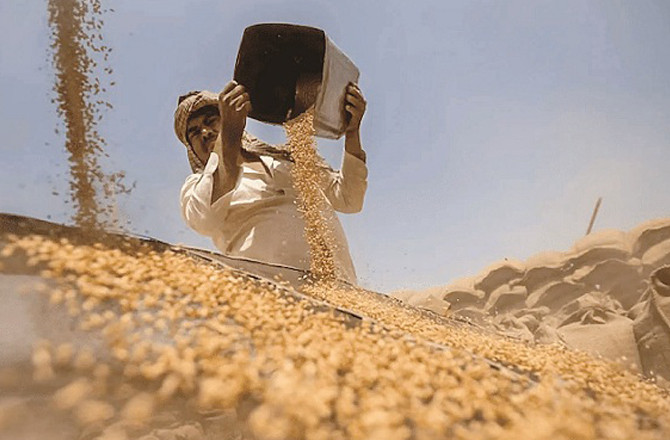 Wheat procurement has accelerated this year, benefiting millions of farmers. Photo: INN