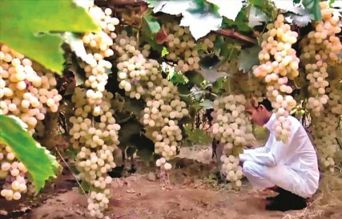 Grape harvest in Saudi Arabia takes place from June to September. Photo: INN