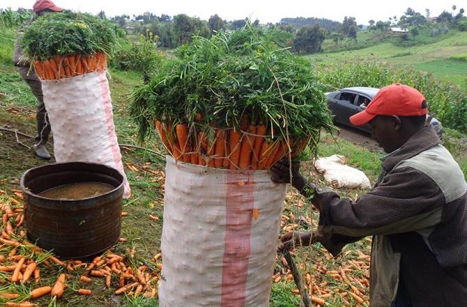 A man is farming in Kenya. Photo: INN.