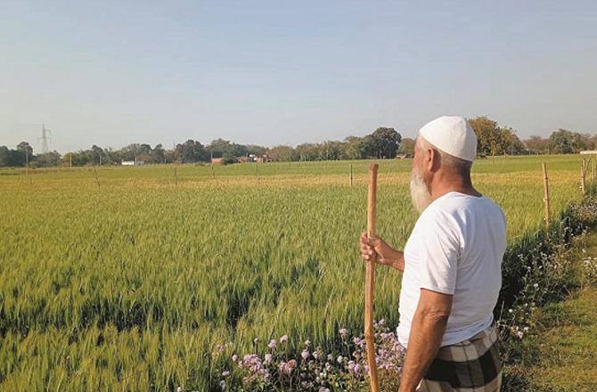 These days, wheat ears are fluttering in the fields, bringing a wave of joy to the faces of farmers. Photo: INN.