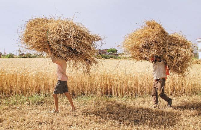 Wheat is harvested in the month of April. Photo: PTI