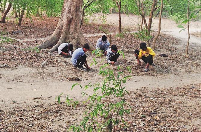 As soon as a strong wind blows, people run around the tree and collect all the butterflies. Photo: INN.