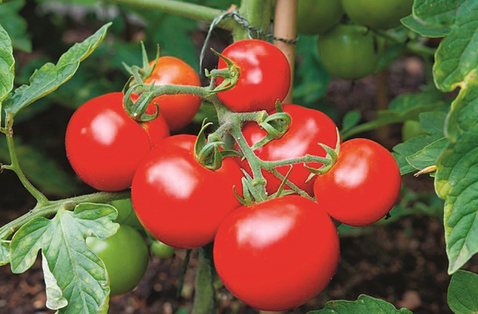 (۴) ٹماٹر (Tomato)ٹماٹر وٹامن سی سے بھرپور ہوتا ہے۔اس کا استعمال جسم کو ٹھنڈک دیتا ہے.ٹماٹر دھوپ سے ہونے والے نقصان اور بیماریوں سے بچاتا ہے۔ٹماٹر مدافعتی نظام کو مضبوط کرتا ہے۔