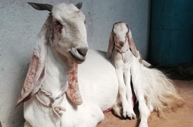 جمناپاری بکرا(Jamnapari goat): جمناپاری بکرےکو اکثر &rsquo;&rsquo;بکروں کی ملکہ&lsquo;&lsquo; کہا جاتا ہے۔ یہ نسل ہندوستان اور برصغیر سے تعلق رکھتی ہے اور اپنے بڑے جسم اور لمبے جھولتے ہوئے کانوں کی وجہ سے مشہور ہے۔ اس کی ایک خاص پہچان اس کا ابھرا ہوا ناک کا حصہ ہے جسے &rsquo;&rsquo;رومن ناک&lsquo;&lsquo; کہا جاتا ہے۔ عام طور پر اس کا جسم سفید ہوتا ہے جس پر کالے یا خاکی رنگ کے دھبے ہوتے ہیں۔&nbsp;