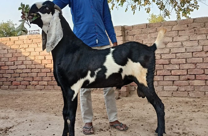 بیتل بکرا (Beetal goat): بیتل بکرے پنجاب کی ایک مشہور نسل ہے۔ یہ اپنے بڑے جسم کی وجہ سے مشہور ہیں۔ نر کا قد تقریباً ۳۶؍ انچ تک ہوتا ہے۔ ان کا رنگ عام طور پر کالا یا بھورا ہوتا ہے جس پر سفید دھبے ہوتے ہیں۔ ان کے لمبے کان اور بھاری جسم انہیں نمایاں بناتے ہیں۔ بیٹل بکرے کو اعلیٰ معیار کے گوشت کیلئےبھی پالا جاتا ہے۔&nbsp;