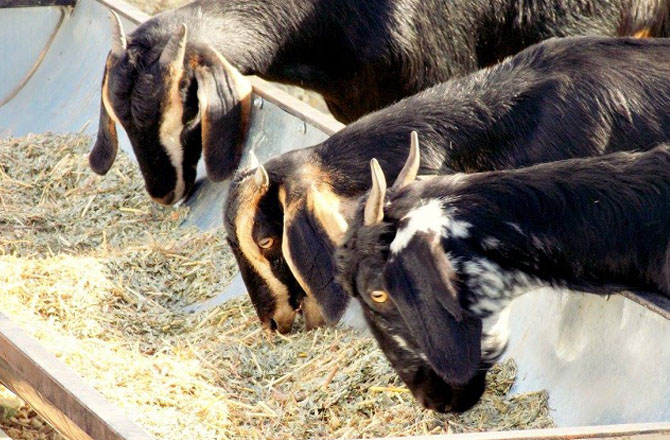 کوکن کنیال بکرا (Konkan Kanyal goat): یہ بکرا مہاراشٹر کےکوکن علاقے کی مخصوص نسل ہے۔ ان کا قد درمیانہ ہوتا ہے۔ ان کا رنگ عام طور پر سیاہ ہوتا ہے جس پر مخصوص سفید نشانات ہوتے ہیں، مثلاً سفید پیٹ اور پاؤں پرسفید دھاریاں۔ یہ نسل چھوٹے کسانوں اور محنت کش طبقے کی معیشت کا اہم جز ہے۔&nbsp;