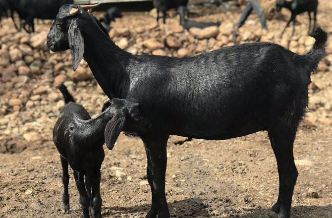 عثمان آبادی بکرا (Osmanabadi goat): مہاراشٹر کی عثمان آباد ضلع کی یہ نسل وسطی ہندوستان میں عام ہے۔ یہ نسل مختلف موسمی حالات میں اچھی طرح ڈھلنے کی صلاحیت رکھتی ہے اور گوشت کیلئے اہم مانی جاتی ہے۔ عام طور پر ان بکروں کا رنگ سیاہ یا دھاری دار ہوتا ہے، اور یہ کم دیکھ بھال میں بھی اچھی افزائش پاتے ہیں ۔&nbsp;