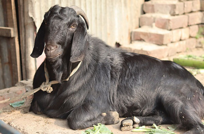 بلیک بنگال بکرا (Black Bengal goat): یہ چھوٹے قد کی مگر بے حد افزائشی صلاحیت والی نسل ہے، جو بہترین گوشت کیلئے مشہور ہے۔ بنیادی طور پر یہ نسل مغربی بنگال، آسام اور بہار میں پائی جاتی ہے، مگر اب پورے ہندوستان میں پائے جاتے ہیں۔ ان کا رنگ عام طور پرسیاہ، لیکن کچھ بھورے یا سفید بھی ہوتے ہیں۔ ان میں بیماریوں کے خلاف مدافعت بھی کافی اچھی ہوتی ہے۔&nbsp;