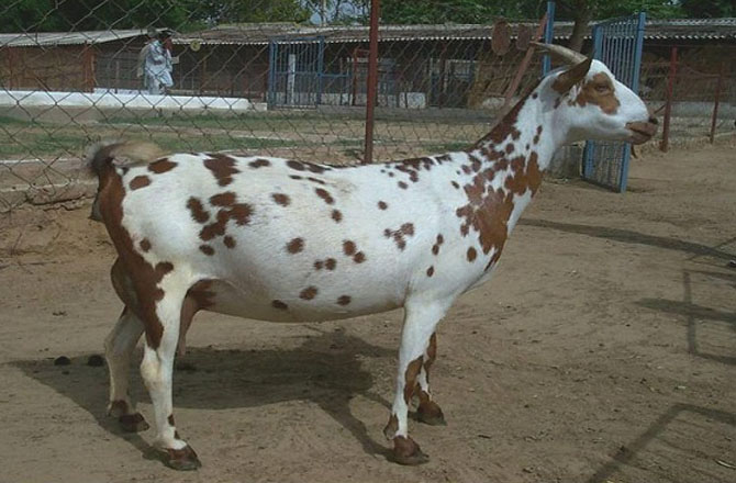بربری بکرا (Barbari goat): یہ چھوٹے قد کی نسل ہے جو خاص طور پر اتر پردیش اور پنجاب میں پائی جاتی ہے۔ ان کا جسم متناسب ہوتا ہے، چہرہ سیدھا اور کان چھوٹے اور سیدھے ہوتے ہیں۔ رنگ سفید، خاکی، بھورا یا سیاہ دھبوں کے ساتھ ہوتا ہے۔&nbsp;
