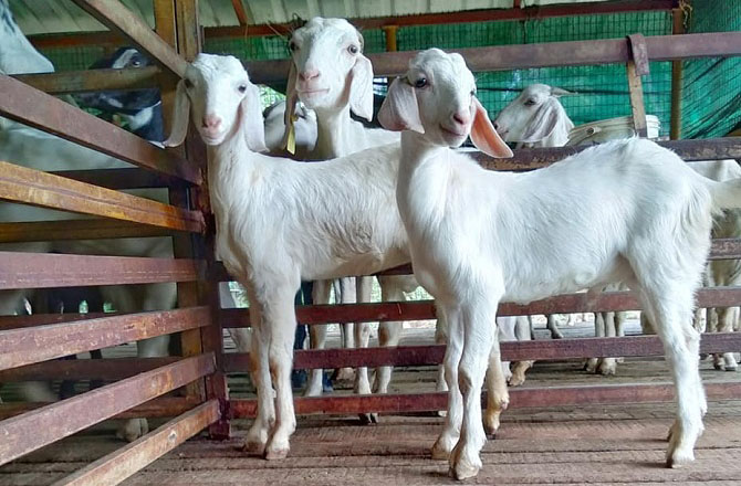 مالاباری بکرا (Malabari goat): مالاباری یا تلچری کیرالا کی مقامی نسل ہے۔ اس نسل کے بکرے درمیانے قد کے ہوتے ہیں جو مختلف رنگوں کے ہوتے ہیں لیکن عموماً سیاہ اور سفید رنگوں کی آمیزش ہوتی ہے۔ یہ نسل گوشت اور دودھ دونوں کیلئے مفید ہے۔ نر کا وزن تقریباً۴۰؍ کلوگرام اور مادہ کا۳۰؍ کلو گرام ہوتا ہے۔&nbsp;