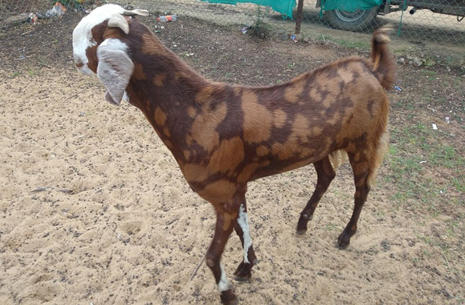 جاکھرانہ بکرا (Jakhrana goat ): جاکھرانہ نسل راجستھان کے جاکھرانہ گاؤں کی رہائشی ہے۔ یہ نسل بیتل جیسی دکھتی ہے لیکن قد میں تھوڑے بلند ہوتے ہیں۔ اس نسل کے بکروں کا رنگ سیاہ ہوتا ہے اور بال چمکدار ہوتے ہیں۔&nbsp;
