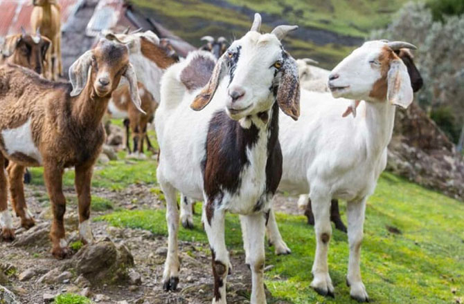 سورتی بکرا (Surti goat): یہ نسل گجرات کے سورت ضلع سے تعلق رکھتی ہے اور دودھ کی پیداوار میں ہندوستان کی بہترین نسلوں میں شمار ہوتی ہے۔ ان کا جسم درمیانے قد کا، کوٹ سفید، پیشانی نمایاں، کان جھکے ہوئے اور سینگ درمیانے سائز کے ہوتے ہیں۔&nbsp;
