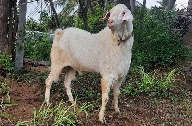 میچری بکرا (Mecheri goat): یہ نسل تمل ناڈو کے مختلف اضلاع جیسے سیلم، ایروڈ، کرور، اور نامکل میں پائی جاتی ہے۔ یہ درمیانے قد کی ہوتی ہے اور ان کی جلد ہلکے جامنی رنگ کی ہوتی ہے۔ نر و مادہ دونوں بغیر سینگ کے ہوتے ہیں۔&nbsp;
