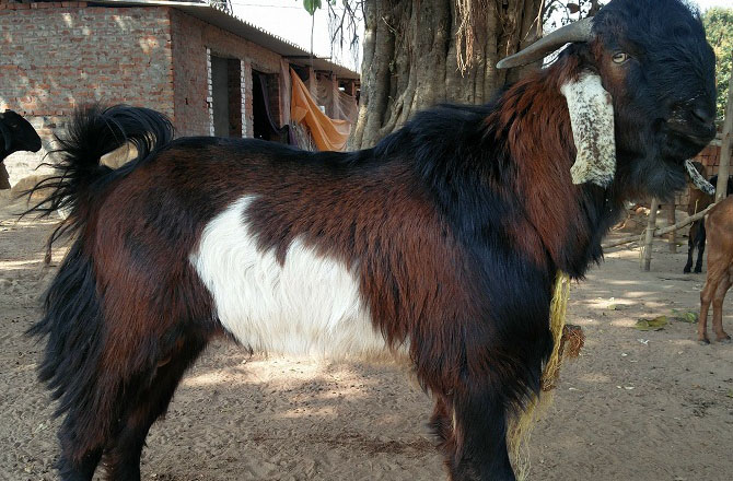 مہسانہ بکرا (Mehsana goat): یہ نسل گجرات کے مہسانہ ضلع سے تعلق رکھتی ہے اور گوشت اور دودھ دونوں کیلئےمعیاری مانی جاتی ہے۔ ان کا رنگ کالا ہوتا ہےاورکانوں کے قریب سفید دھبے ہوتے ہیں۔ ان کے بال لمبے اور چہرہ ابھرا ہوا ہوتا ہے۔ یہ بکرا سخت جان ہوتاہے اور عموماً چراگاہوں میں پالنے کیلئے موزوں مانا جاتا ہے۔&nbsp;