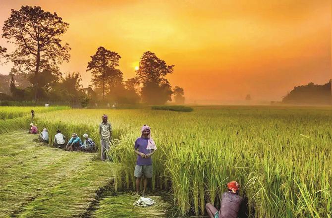 The minimum support price (MSP) is a great relief to farmers as crop prices fall. Photo: INN