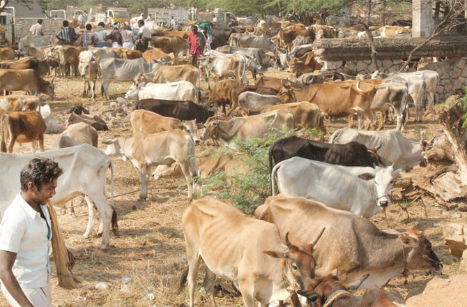 Will the new rules and regulations bring relief to livestock traders? (File photo)