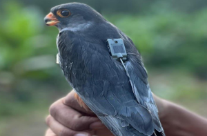 ہندوستان سے کینیا ۶۰۰۰؍ کلو میٹر بغیر رکے۱۵۰؍ گرام کے شاہین کی ناقابل یقین پرواز