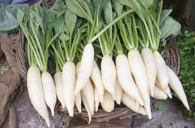 مولی : چہرے پر نکھار اور جسم میں توانائی کا اہم ذریعہ