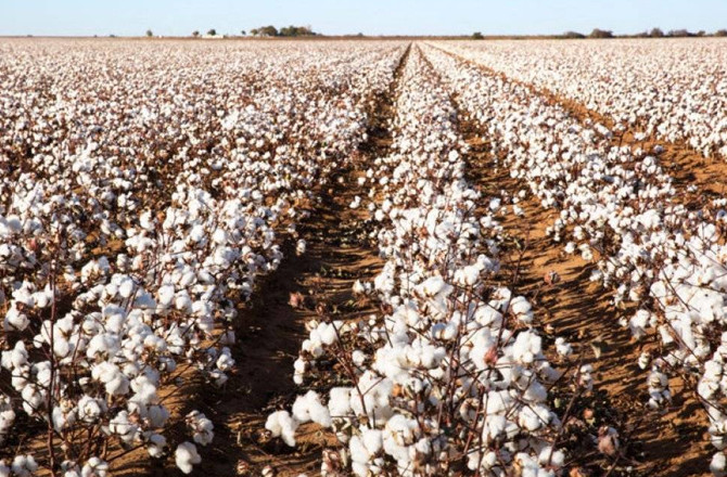 Cotton Crops.Photo:INN