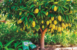 مختصر کہانی: سردار کی عقلمندی