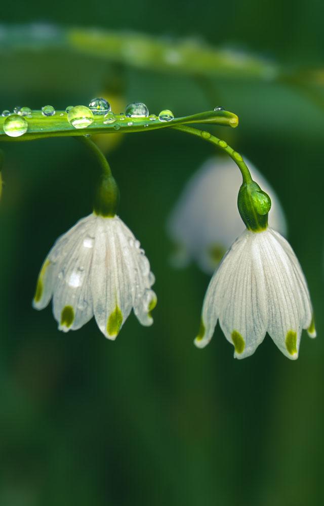 دنیا کے ۱۰؍منفرد پھول، حصہ (اول) 