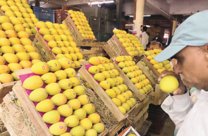 تھانے: گاؤں دیوی میدان میں یکم تا ۱۰؍ مئی مینگو فیسٹیول کا انعقاد