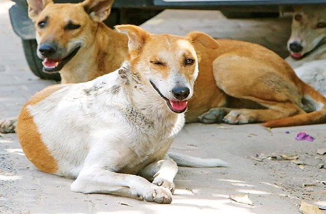   ۲۸؍ سال میں کروڑوں روپے خرچ لیکن کتوں کی تعداد کم نہیں ہوئی!