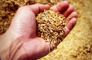 مغربی ایشیا کا بحران۴۰؍ دن سے زیادہ رہا توخوراک کی قیمتوں میں اضافہ: اقوام متحدہ