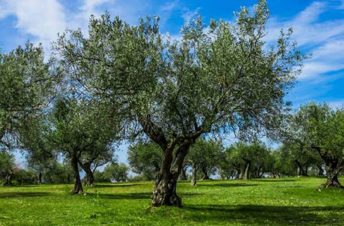 Olive Tree. Photo: X