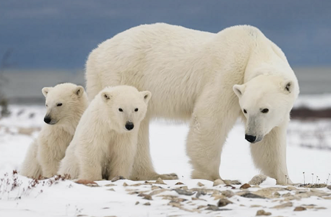 Polar bear. Photo: INN