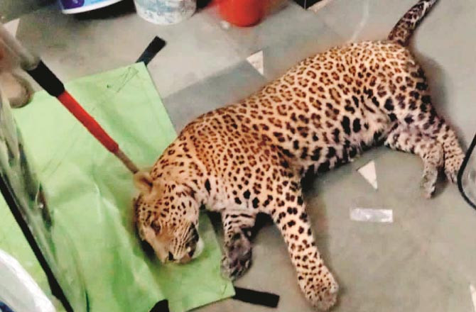 بھائندر  کے رہائشی علاقے سے پکڑاگیا تیندوا تھانے کے جنگل میں مردہ پایا گیا