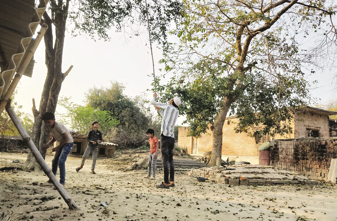 Village youth and children also enjoy plucking plums from trees and picking up fallen plums on the ground. Photo: INN