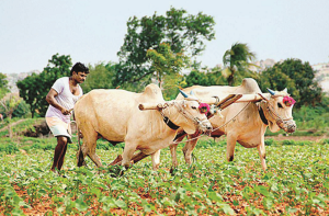 مراٹھواڑہ میں ایک ماہ میں ۷۶؍ کسانوں کی خود کشی 