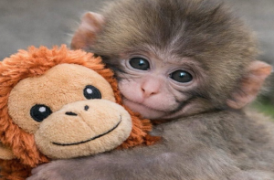 ماں کے دھتکارے وائرل ننھےجاپانی بندر کلئے ٹیٹ برادرز کی ڈھائی لاکھ ڈالر کی پیشکش