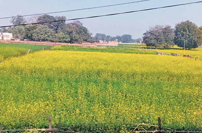 The villagers are not very aware of the importance of this beauty of mustard flowers or do not appreciate it much, but when they see heroes and heroines dancing around these flowers in movies, they say wow. Photo: INN
