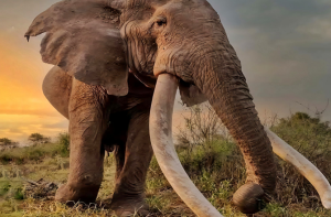 کینیا: مشہور’’ سپر ٹسکر‘ ‘ ہاتھی کی موت، ملک میں غم کی لہر