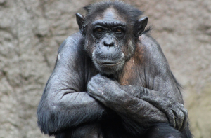 جاپان: پڑھ سکنے اور رنگوں کی پہچان کرنے والی چمپینزی کا ۴۹؍ سال کی عمرمیں انتقال