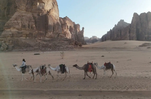 سعودی عرب: العلاء میں اونٹ کے قافلوں کے قدیم تجارتی راستے منظر عام پر