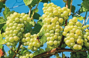 انگور:قوتِ مدافعت بڑھاتا ہے ،بیماریاں کم کرتاہے
