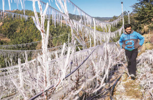 یوپی کے ۲۵؍ اضلاع میں شدید سرد لہر