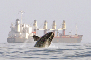 مختصر کہانی: وھیل